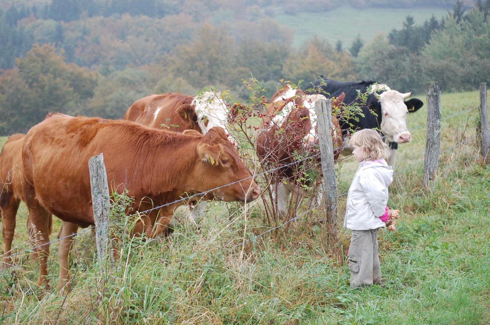 Schweizes Ferienhof Medebach Zewnętrze zdjęcie